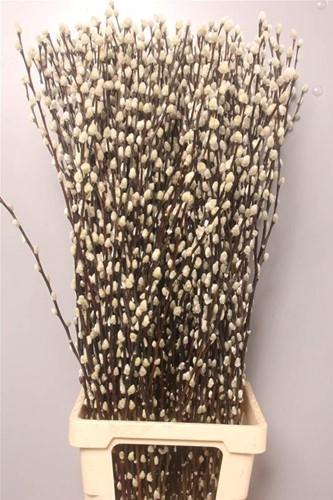 Katjeswilg Wilgenkatjes Salix Snow Flake bundel 10 stuks, Hobby en Vrije tijd, Knutselen, Nieuw