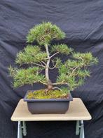 Den bonsai (Pinus) - Hoogte (boom): 46 cm - Diepte (boom):