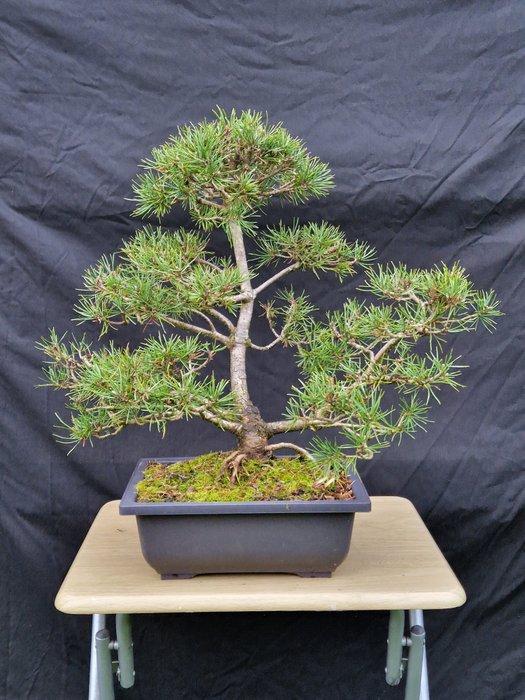 Den bonsai (Pinus) - Hoogte (boom): 46 cm - Diepte (boom):, Antiek en Kunst, Curiosa en Brocante