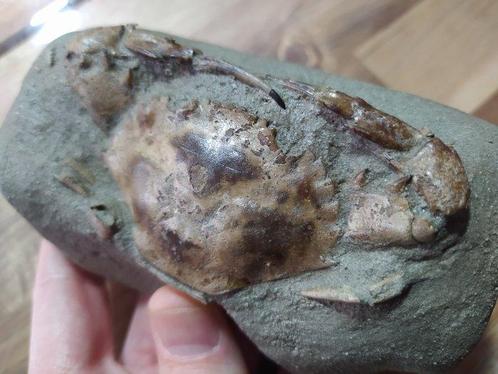 Gefossiliseerd dier - Portunus sp., Verzamelen, Mineralen en Fossielen