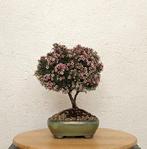 Bonsai árbol flor de cera chamaleacium uncitanum - Hoogte
