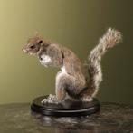 Eekhoorn Grijs Taxidermie Opgezette Dieren By Max, Verzamelen, Dierenverzamelingen, Ophalen of Verzenden, Nieuw, Wild dier, Opgezet dier