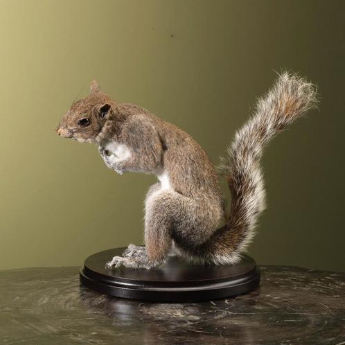 Eekhoorn Grijs Taxidermie Opgezette Dieren By Max, Verzamelen, Dierenverzamelingen, Opgezet dier, Nieuw, Wild dier, Ophalen of Verzenden