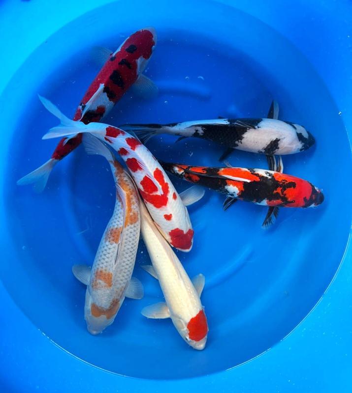 Hirasawa Marusei 45-55cm (Japanse Koi), Tuin en Terras, Vijvers, Nieuw, Ophalen of Verzenden