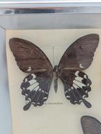 Wanddecoratie - Vlinderpreparaat – Zes exotische vlinders -, Verzamelen, Nieuw