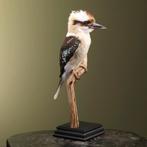 Kookaburra Taxidermie Opgezette Dieren By Max, Ophalen of Verzenden, Opgezet dier