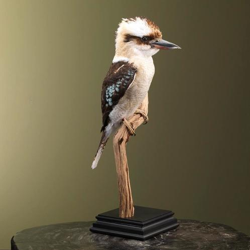 Kookaburra Taxidermie Opgezette Dieren By Max, Collections, Collections Animaux, Enlèvement ou Envoi