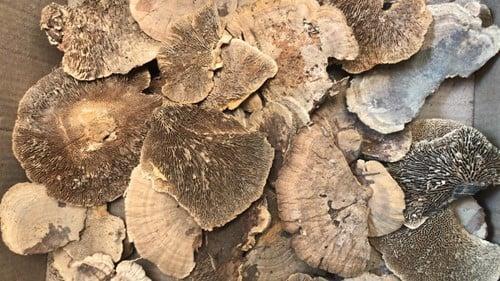 Elfenbankje Zak Naturel ca. 300 gr, Huis en Inrichting, Woonaccessoires | Kunstplanten en Kunstbloemen, Nieuw