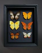 Vlinder Taxidermie volledige montage - Phoebis argante, Nieuw