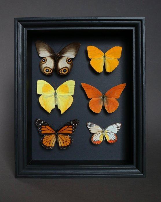 Vlinder Taxidermie volledige montage - Phoebis argante, Collections, Collections Animaux