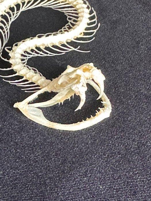 White-lipped Pit Viper Articulated Taxidermie volledige, Antiek en Kunst, Curiosa en Brocante