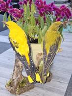 Koppel Europese wielewalen Taxidermie volledige montage -, Verzamelen, Nieuw