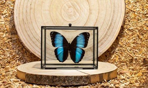 Papillon Support de corps entier pour taxidermie - Morpho, Verzamelen, Dierenverzamelingen