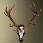 Edelhert Gewei Taxidermie Opgezette Dieren By Max, Ophalen of Verzenden, Nieuw, Wild dier, Opgezet dier