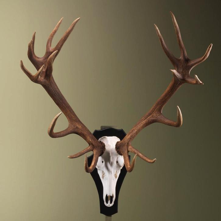 Edelhert Gewei Taxidermie Opgezette Dieren By Max, Verzamelen, Dierenverzamelingen, Opgezet dier, Nieuw, Wild dier, Ophalen of Verzenden