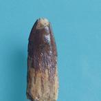 Dent rare de Rebbachisaurus, 28 mm - Dent fossile - 30 mm -