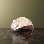 Turbo Schelp Parelmoer Taxidermie Opgezette Dieren By Max, Verzamelen, Ophalen of Verzenden, Nieuw, Wild dier, Opgezet dier