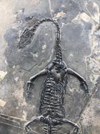 Zeereptiel - Fossiele matrix - Keichousaurus sp. - 30 cm -