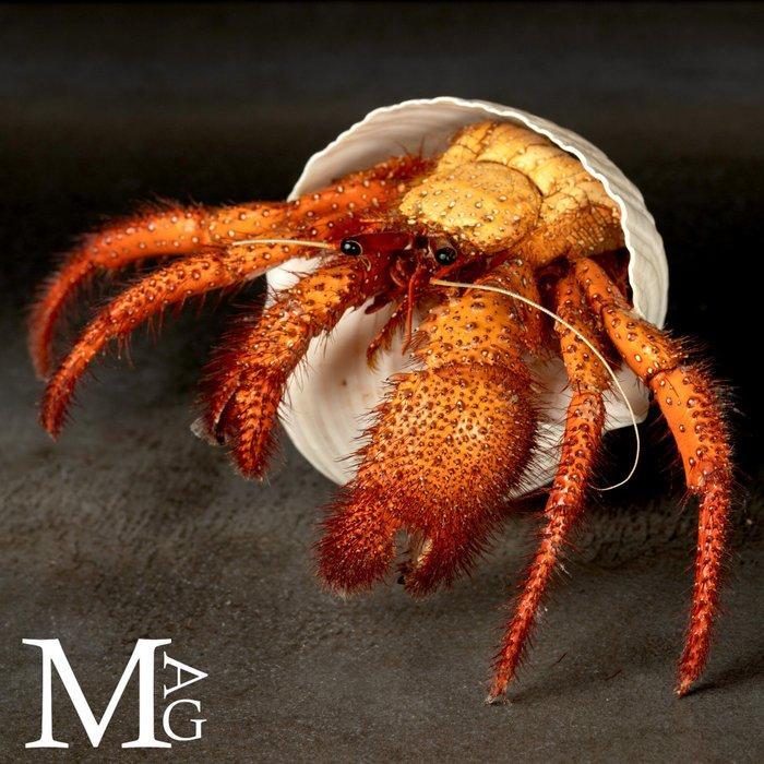 Reusachtige hermietkreeft in Tonnidae-schelpen – Natuurlijke, Verzamelen, Dierenverzamelingen