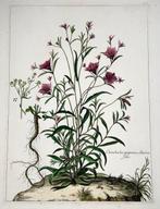 Nicolas Robert (1614-1685) - Convolvulus Bindweed - Very