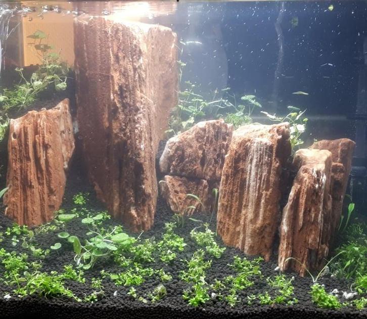 The Myanmar Petrified 10-20cm - aquarium decoratie stenen, Dieren en Toebehoren, Vissen | Aquaria en Toebehoren, Nieuw, Verzenden