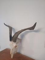 geiten schedel Schedel - Capra aegagrus hircus - 0 cm - 0 cm, Nieuw