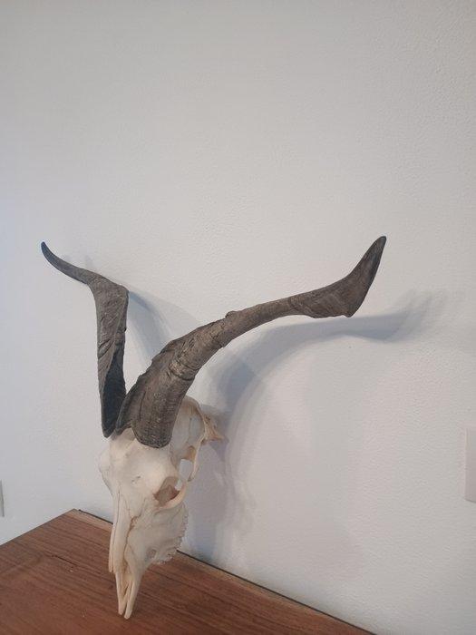 geiten schedel Schedel - Capra aegagrus hircus - 0 cm - 0 cm, Verzamelen, Dierenverzamelingen
