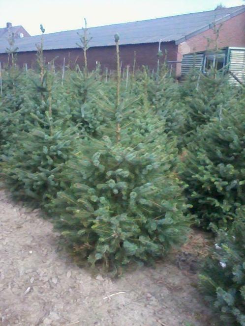 Kerstbomen te Riemst(Maastricht) , Nordman , Amorika&#39;s ,, Tuin en Terras, Planten | Tuinplanten, Ophalen