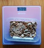 Haai - Fossiele tanden - Squalicorax (Zonder minimumprijs)