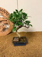 Vijgenboom bonsai (Ficus) - Hoogte (boom): 33 cm - Diepte