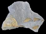 Interessant fossiel - Gefossiliseerd dier - Braquiópodos del