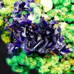 Azuriet zuivere kristallen rustend op groene malachietmantel, Verzamelen