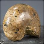 Natuurlijk nautilus fossiel - Breedte: 12.5 cm- 3122.14 g, Nieuw