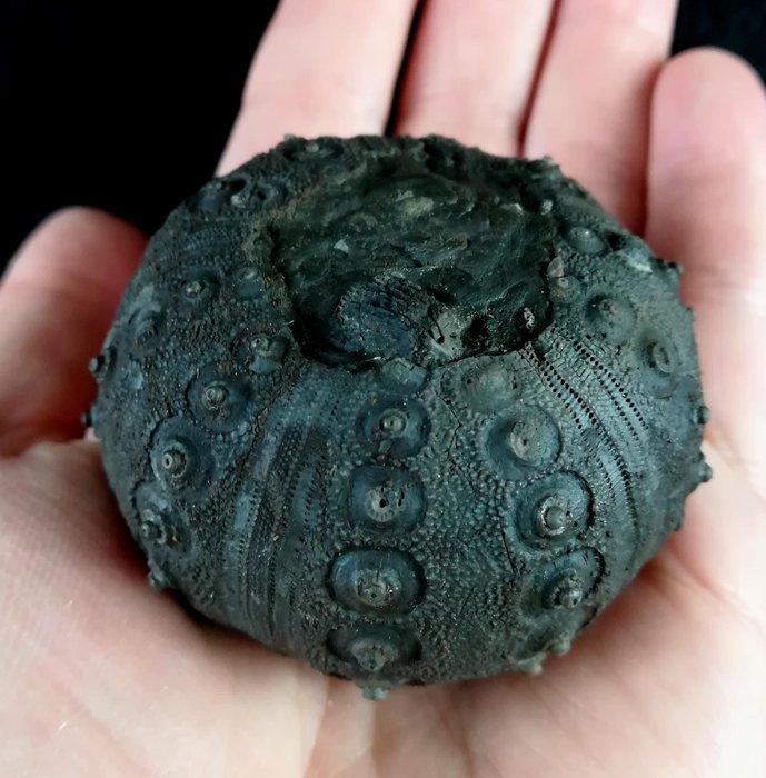 Indrukwekkende zee-egel!!! - Uitzonderlijke grootte, 57, Verzamelen, Mineralen en Fossielen