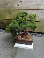 Bonsaï Genévrier (Juniperus) - Hauteur (arbre) : 27 cm -