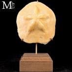 Verzameling fossiele zee-egels Clypeaster Crassicostatus –