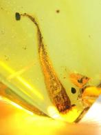 Ambre - The tail of a gecko - 15.6 mm - 13 mm