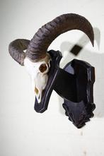 Mouflon Schedel - Ovis a musimon - 34 cm - 52 cm - 42 cm-