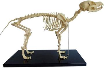 Anatomisch model hond, ware grootte ST-ATM 116 beschikbaar voor biedingen