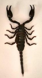 Schorpioen Taxidermie volledige montage - Heterometrus