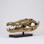 sculptuur, Saltwater Crocodile Skull 50cm - 24 cm - Brons