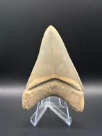 Megalodon - Fossiele tand - CARCHARIAS MEGALODON - 8.7 cm -, Verzamelen