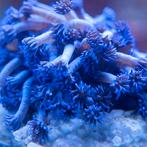 Goniopora Tenuidens Blauw/Paars M (6-7 cm), Dieren en Toebehoren, Vissen | Aquariumvissen