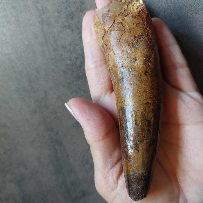 Dinosaurus - Fossiele tand - Sehr großer Spinosaurus, Verzamelen, Mineralen en Fossielen