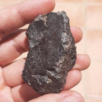 NWA 869. Beroemde chondriet meteoriet - 80.8 g