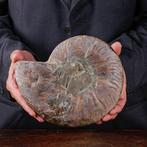 Calcite et Aragonite - Ammonite fossile - Ammonite, Nieuw