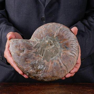 Calcite et Aragonite - Ammonite fossile - Ammonite