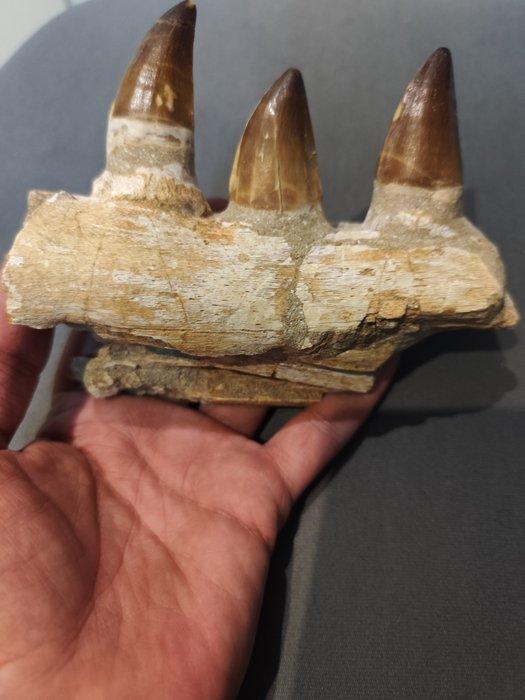 Mosasaurus - Gefossiliseerde kaak - 11 cm - 15 cm, Verzamelen, Mineralen en Fossielen