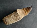 Een grote maat Mosasaurus sp. tand - 130 mm lang - Fossiele
