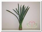Exotic stripe bundel green foamblad, Nieuw